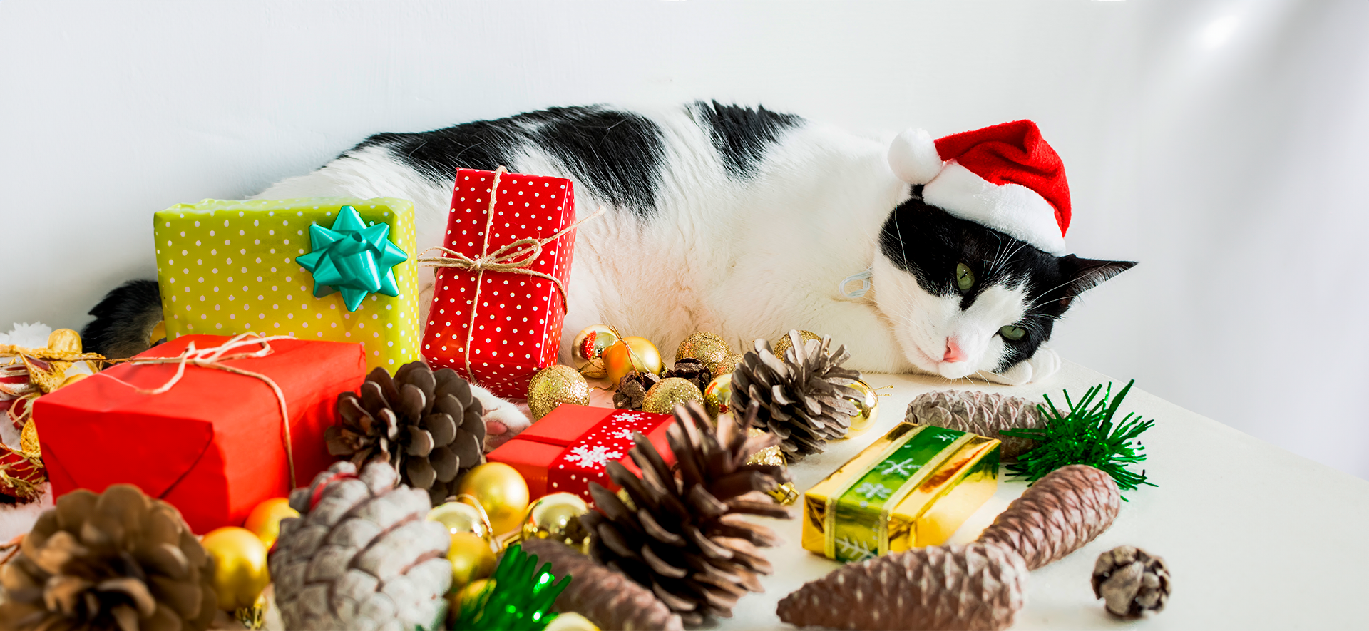 Cuida a tu gato en Navidad: guía para Cat Lovers