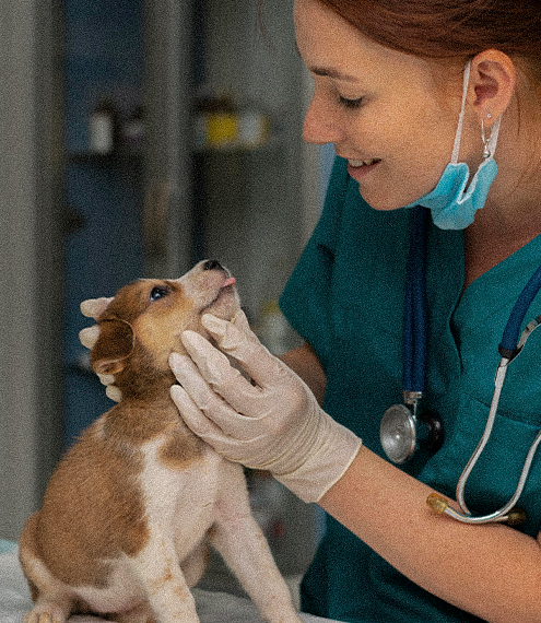 10 Red Flags de un veterinario