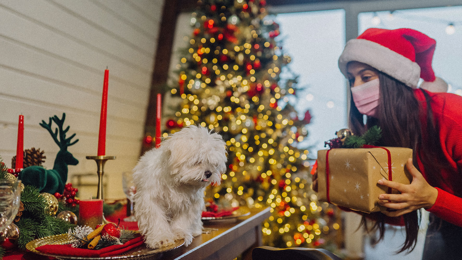 10 planes para hacer con tu perro esta Navidad