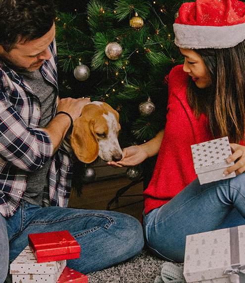 10 planes para hacer con tu perro esta Navidad