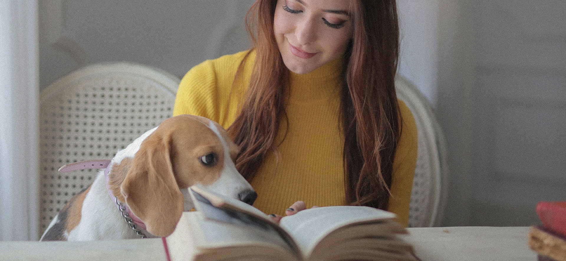 7 señales de una buena salud en tu perro