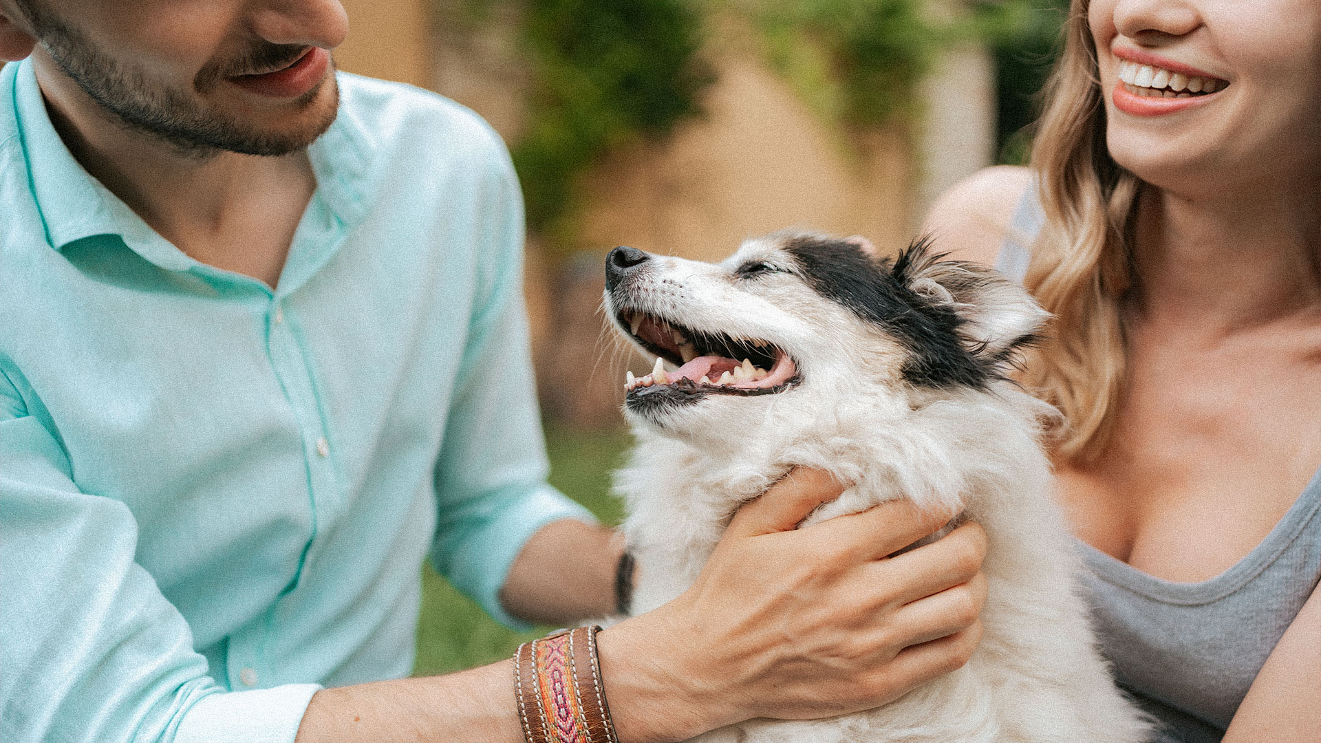 Aromas para relajar a los perros