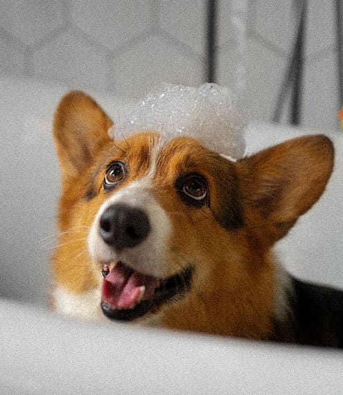 ¿Cada cuanto se debe bañar un perro?