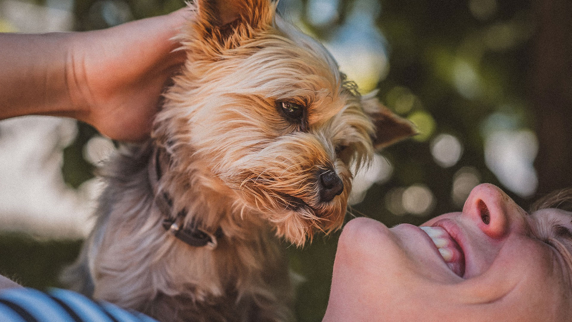 ¿Cómo bañar a tu perro en casa?