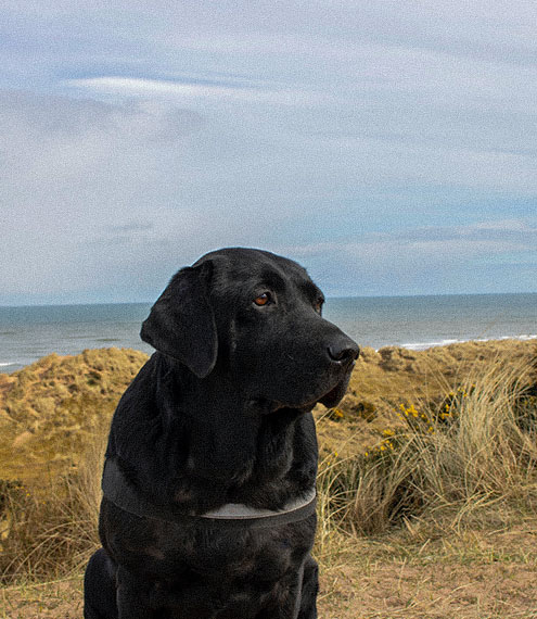 Cómo controlar los gases en tu perro