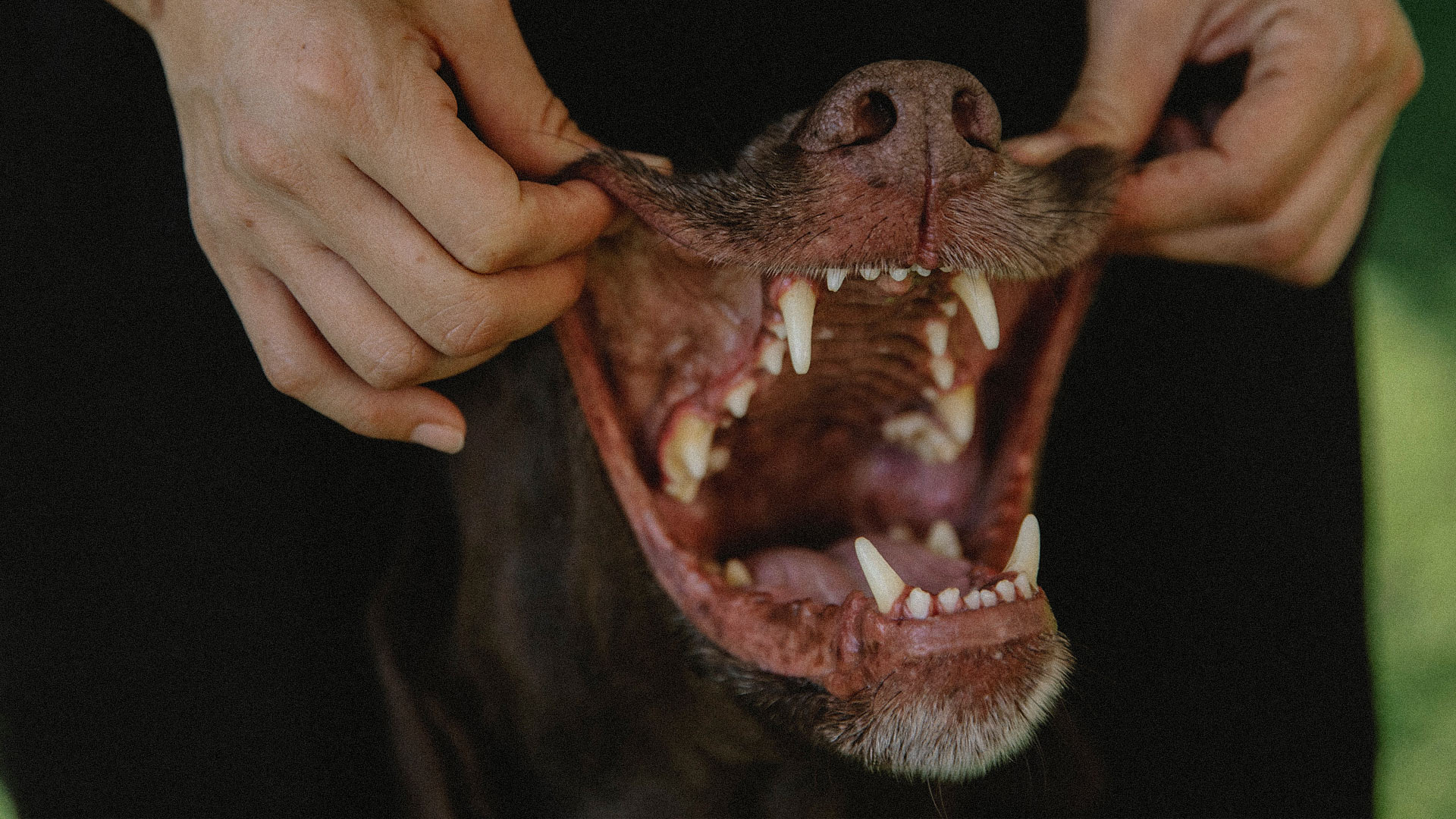Cómo cuidar los dientes de tu perro