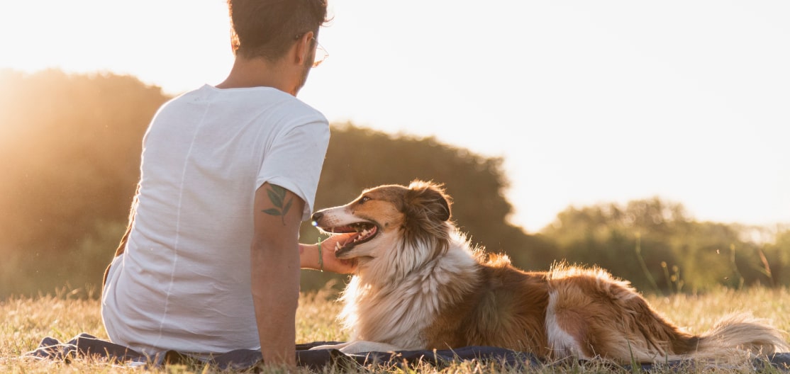 Cómo entrenar a tu perro para estar tranquilo en casa