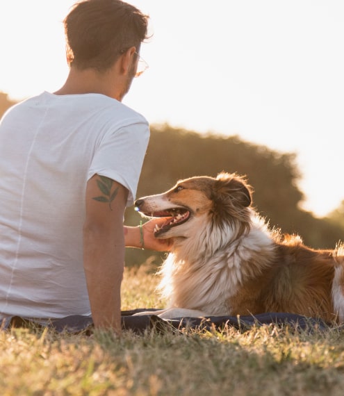 Cómo entrenar a tu perro para estar tranquilo en casa