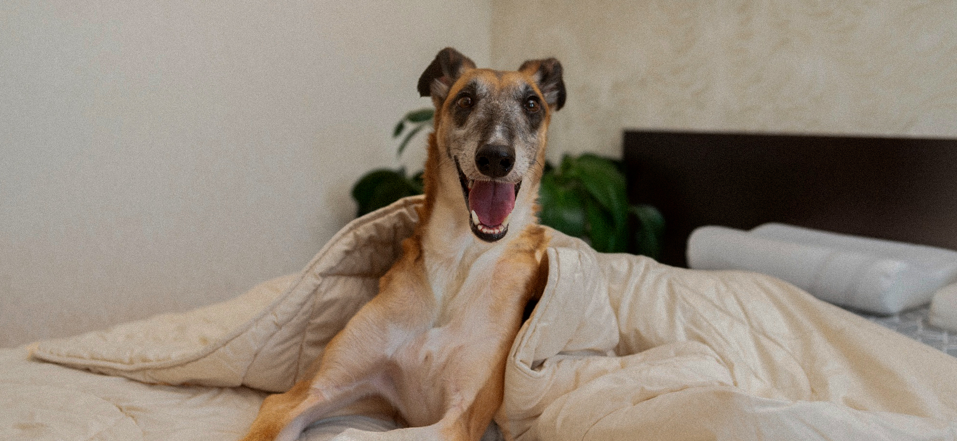 Cómo evitar el mareo en mi perro