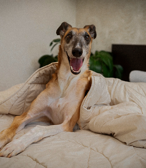 Cómo evitar el mareo en mi perro