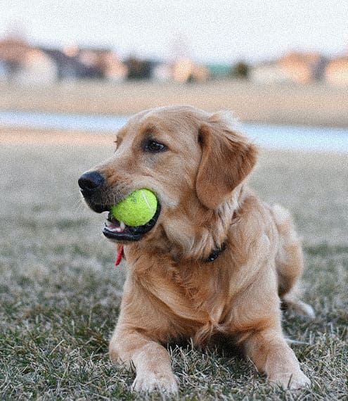 Cómo mantener a tu perro activo y en forma