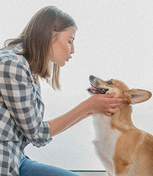 como mejorar la salud intestinal de tu perro