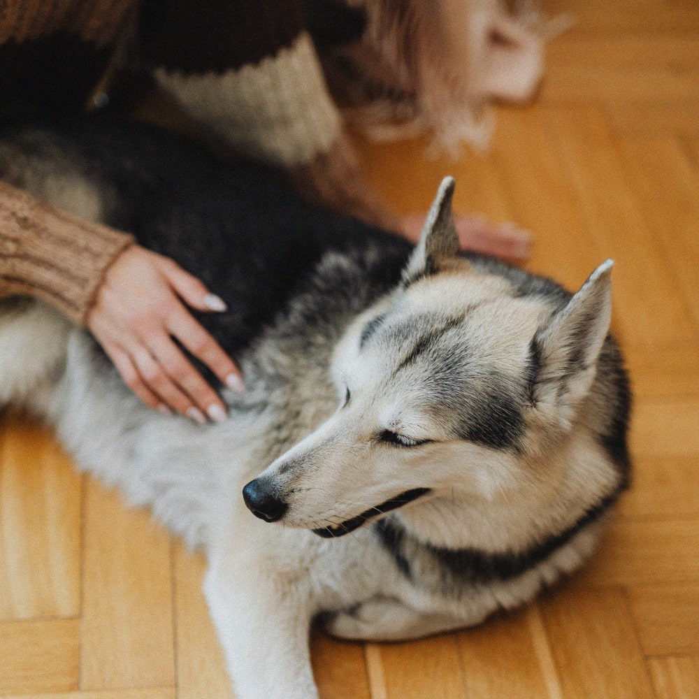 Intoxicación en perros