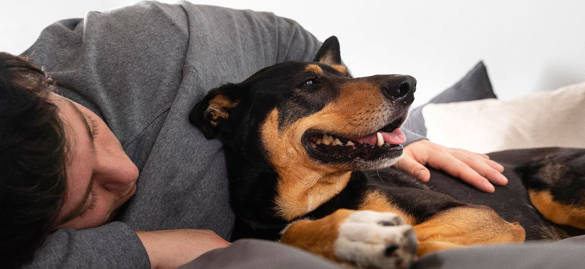 Conoce las emociones de tu perro ¿Aburrimiento o tristeza?