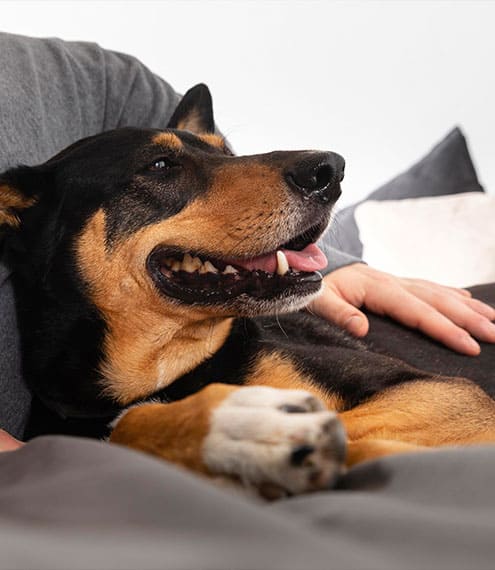 Conoce las emociones de tu perro ¿Aburrimiento o tristeza?