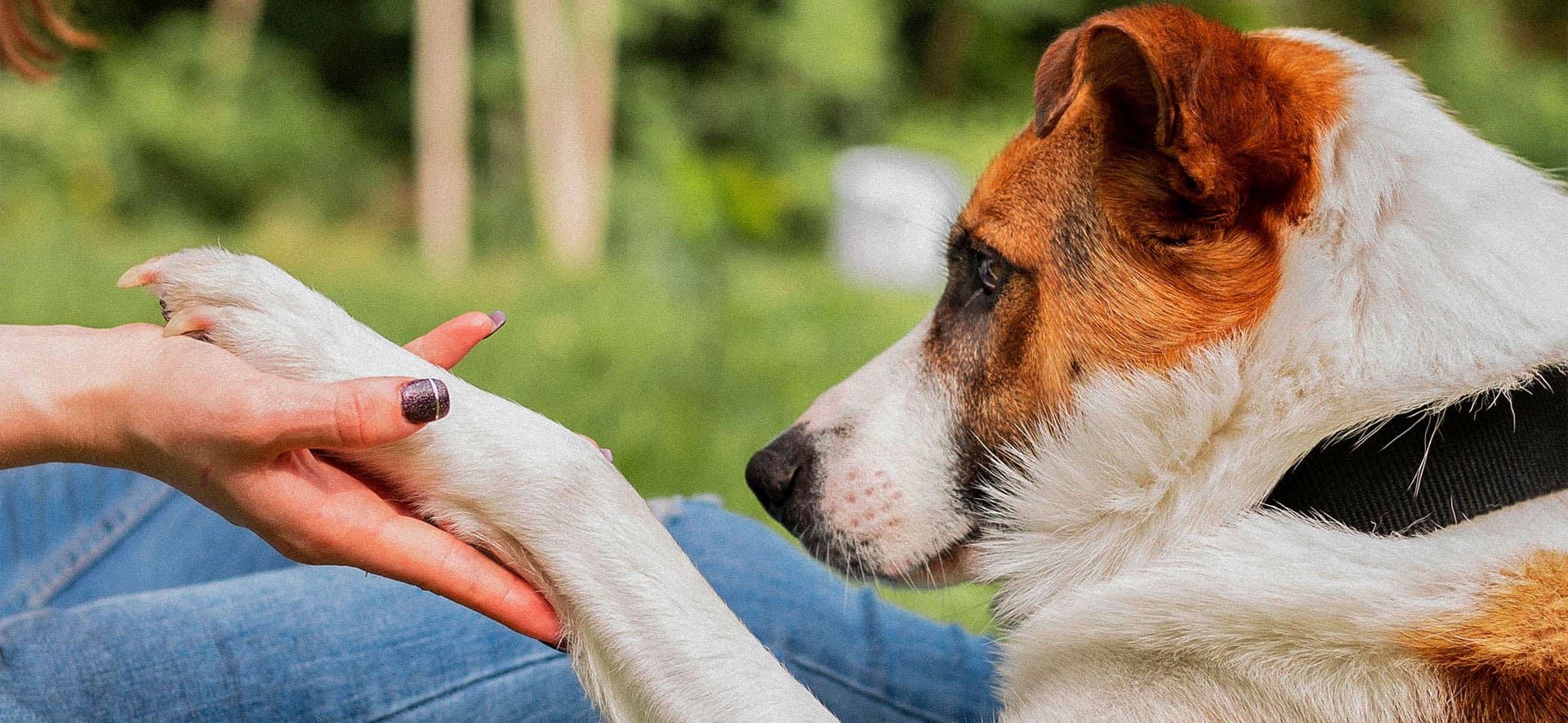 Consejos para controlar el ladrido de tu perro