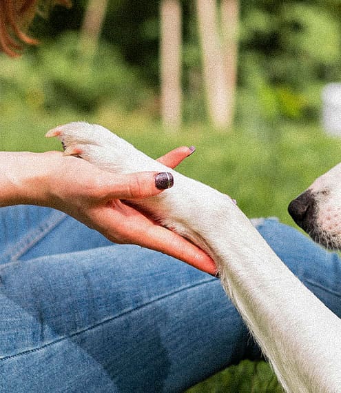 Consejos para controlar el ladrido de tu perro