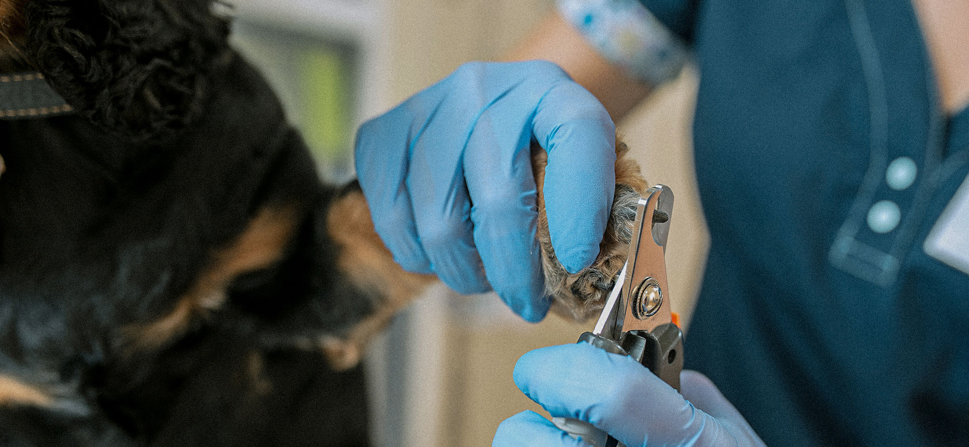 Corte de uñas en perros