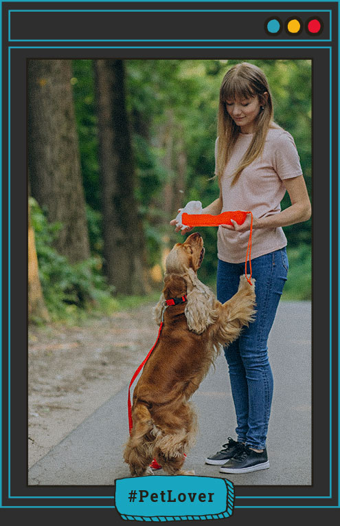 Cómo iniciar una educación basica con tu perro