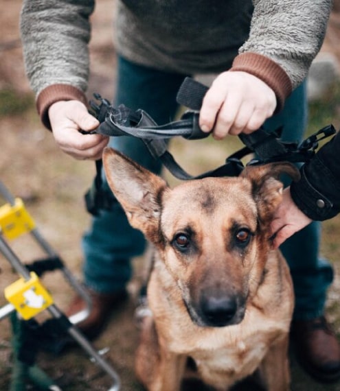 Cuidados para un perro con discapacidad