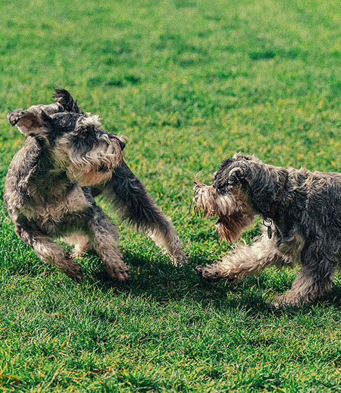 Curiosidades de las relaciones íntimas en perros