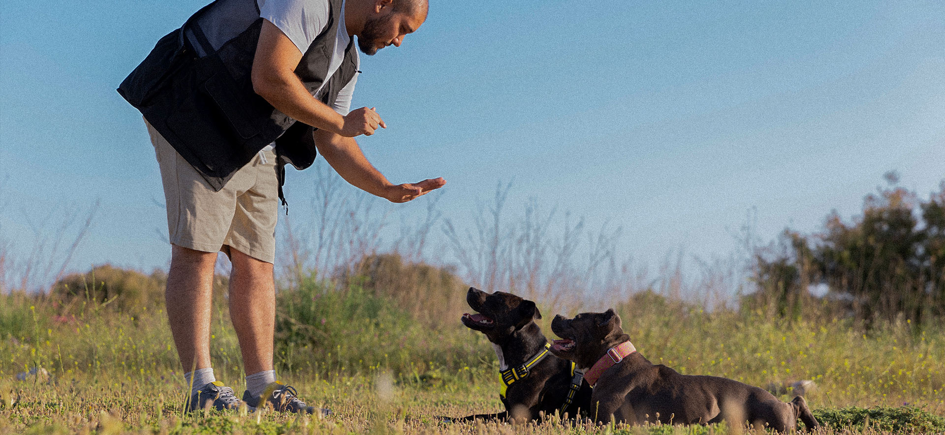 Efectos de un mal entrenamiento en tu perro