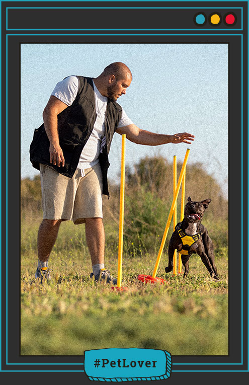 Perros mal entrenados 