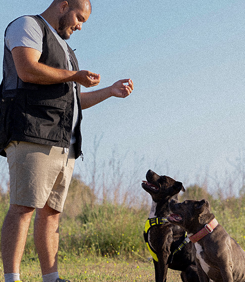 Efectos de un mal entrenamiento en tu perro