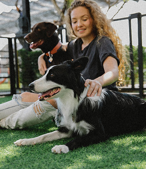 El border collie una raza inteligente