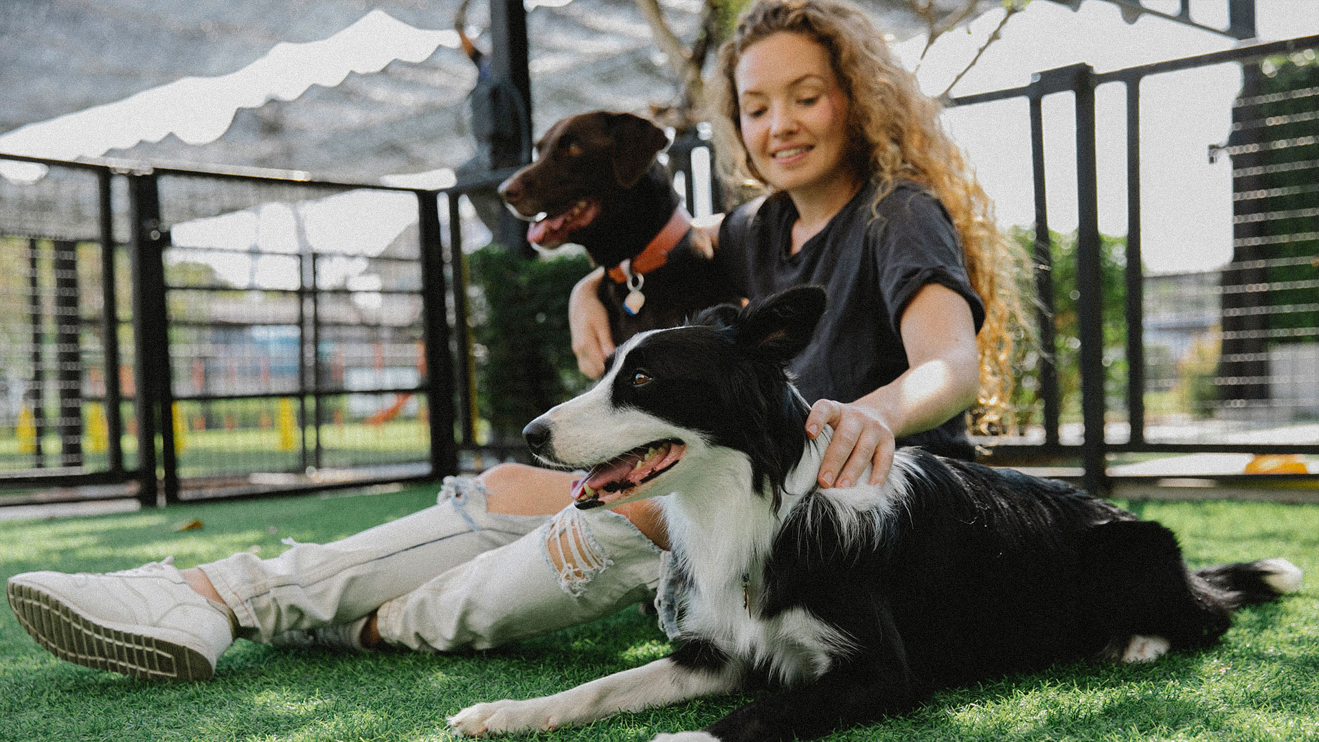 El border collie una raza inteligente