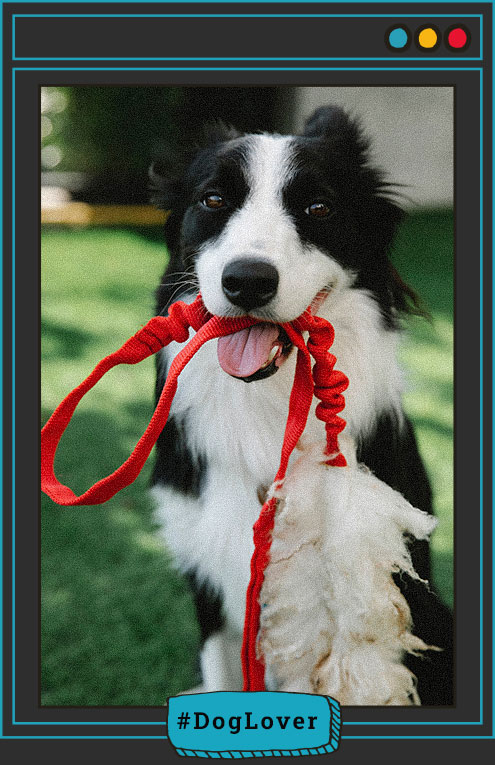 Tener un perro de raza border collie