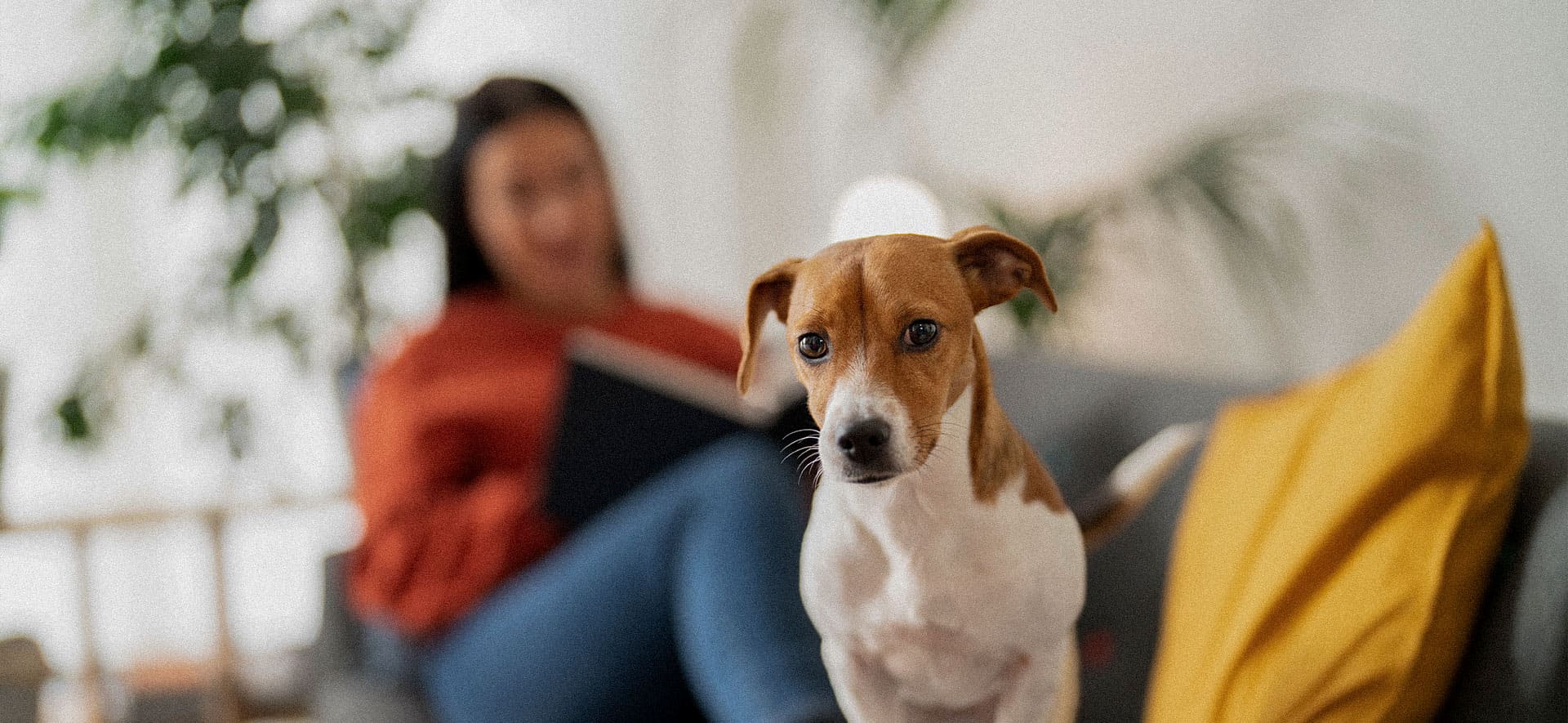 El Gluten en el alimento de tu perro: todo lo que debes saber