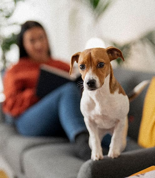 El Gluten en el alimento de tu perro: todo lo que debes saber