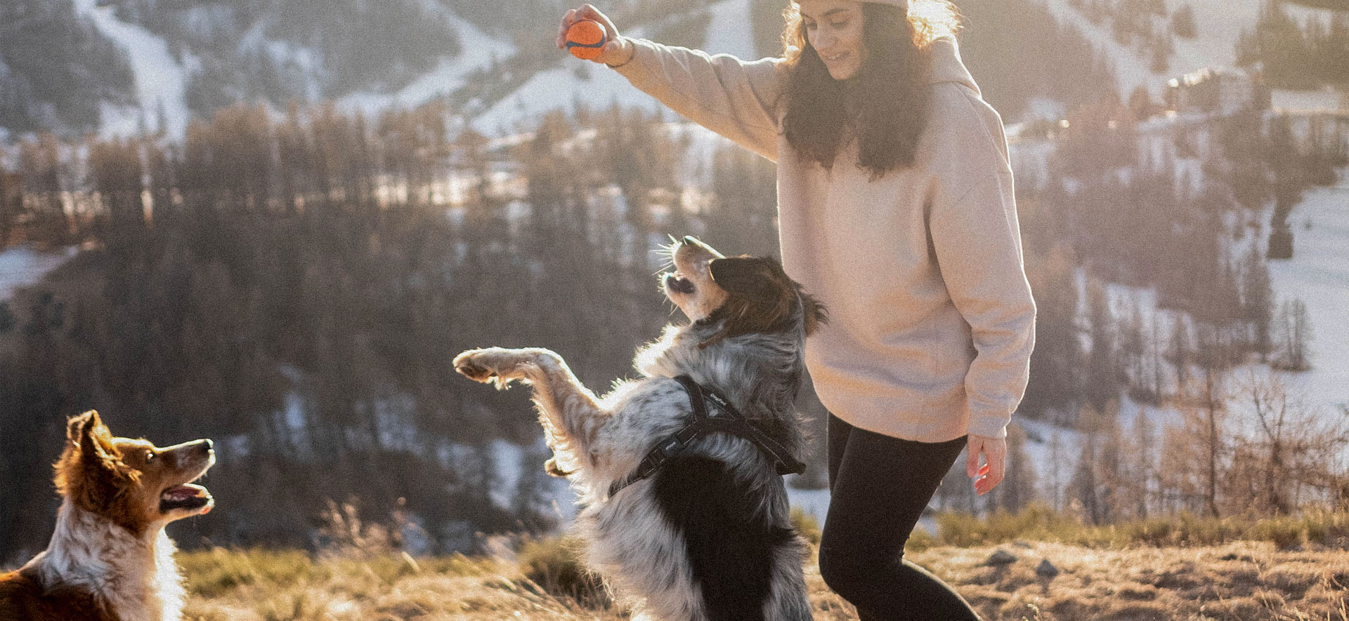 El papel de la socialización en el bienestar de tu perro