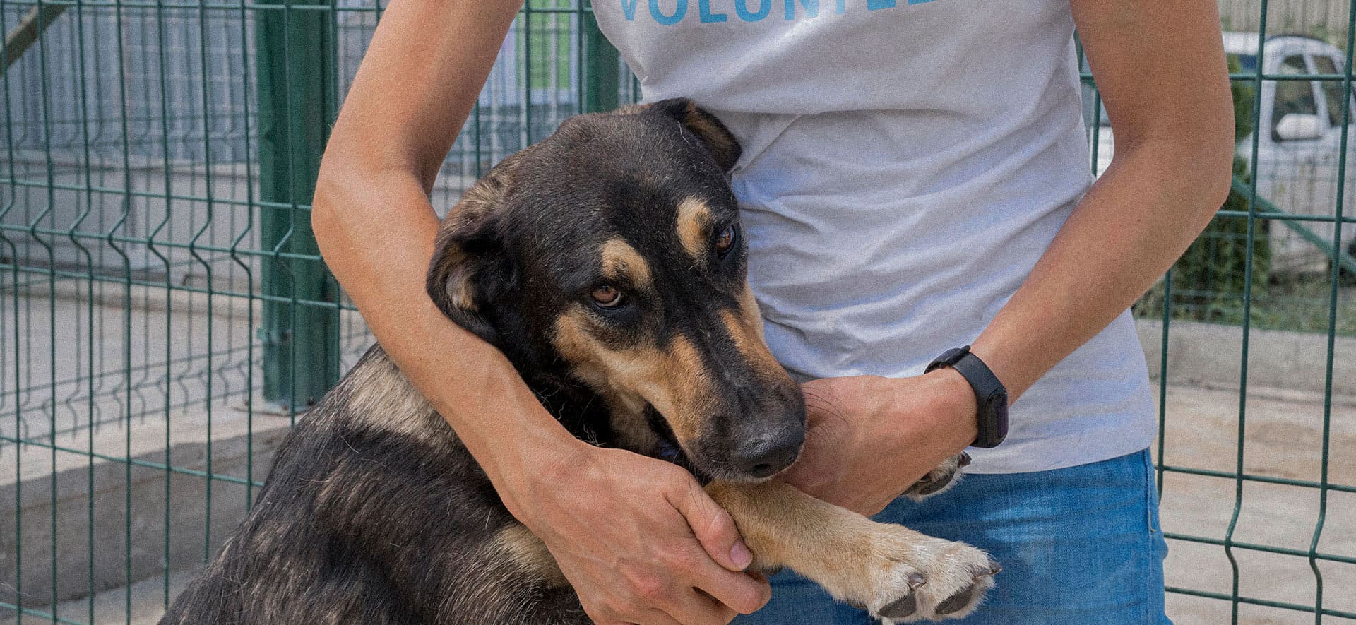 Enfermedades respiratorias en perros