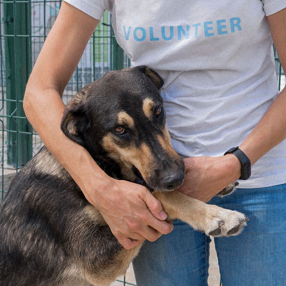 Enfermedades respiratorias en perros