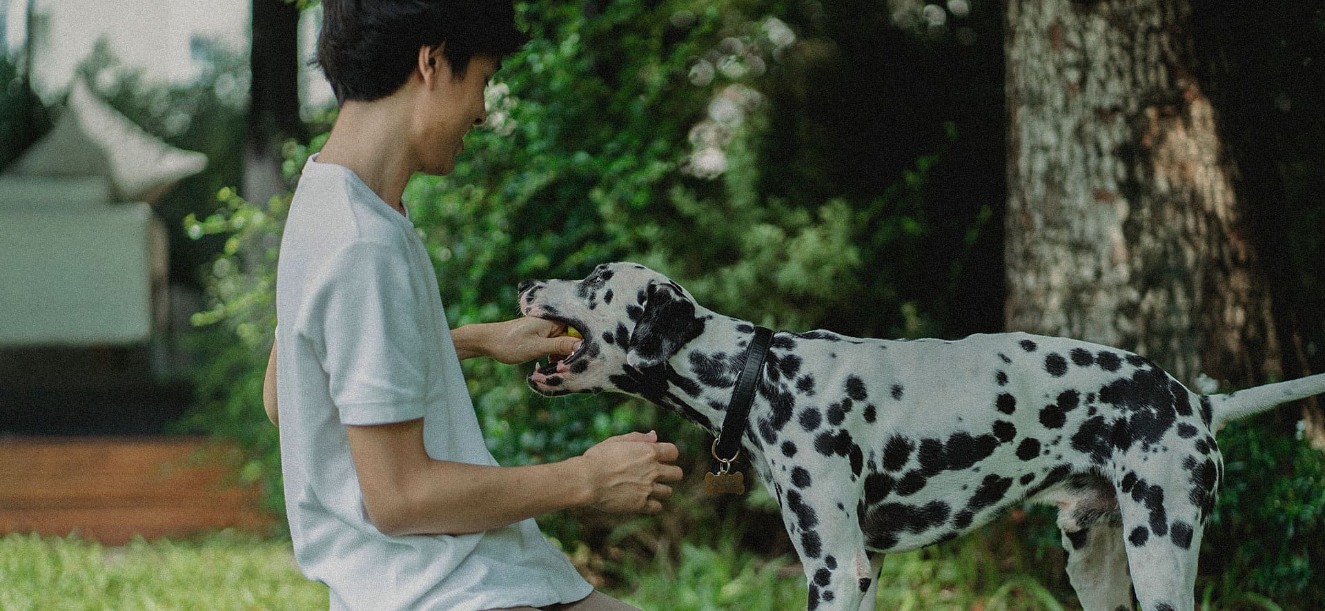 Entrenamiento avanzado para perros: Lo que deebes saber