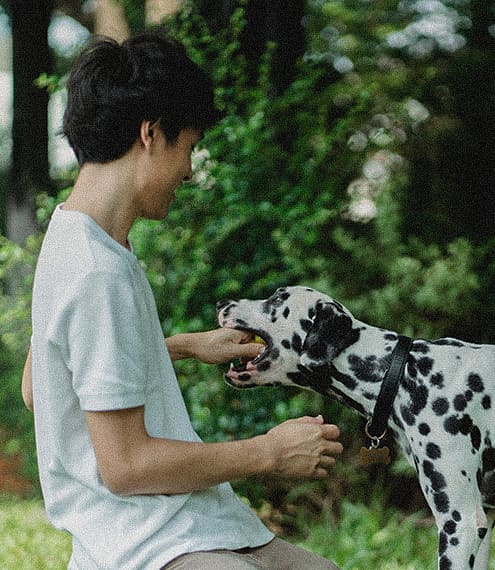 Entrenamiento avanzado para perros: Lo que deebes saber