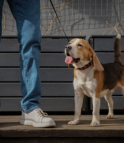 Escaleras y las artículaciones de tu perro