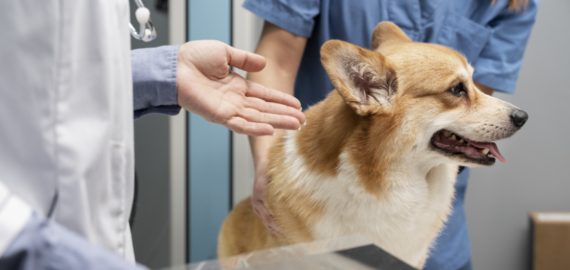 Esquema de vacunación en perros