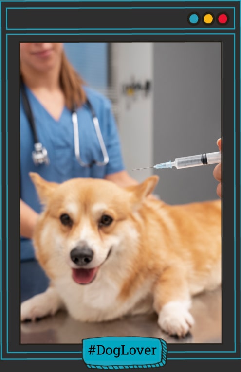 Esquema de vacunas en perros