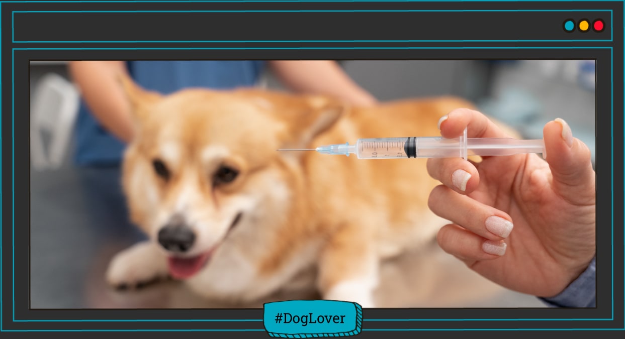 La vacunación en perros