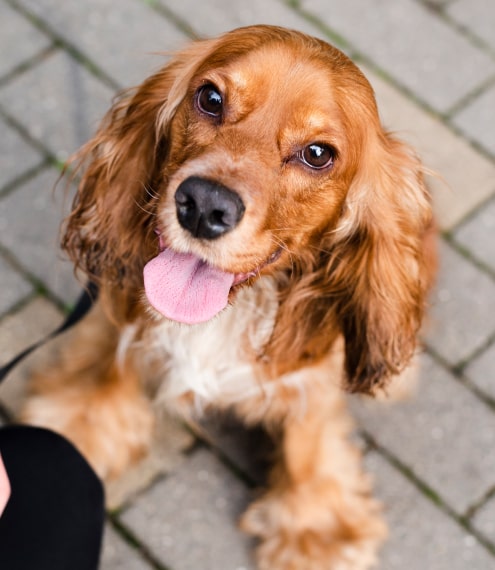 Esto es lo que debes saber del lenguaje de los perros