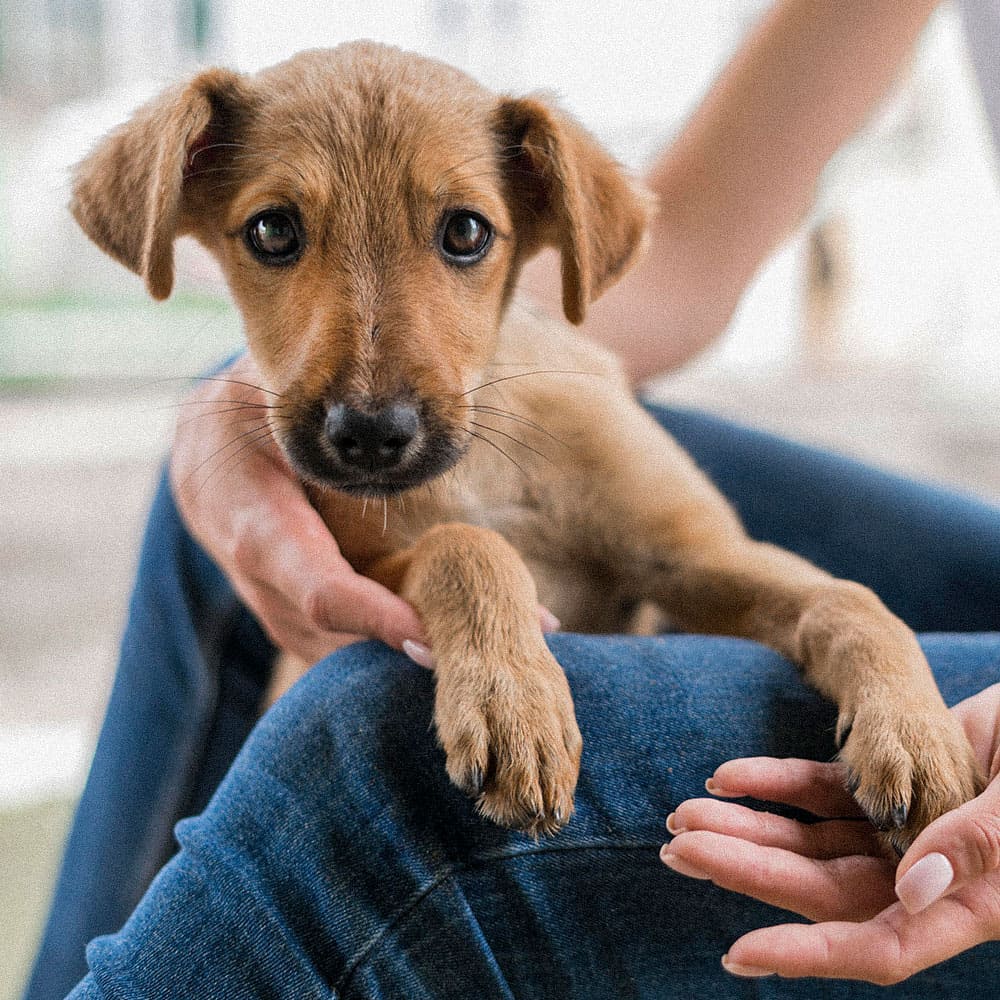 Fly Catching-Sindrome en perros