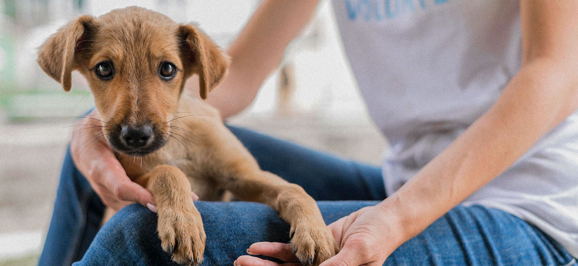 Fly Catching-Sindrome en perros