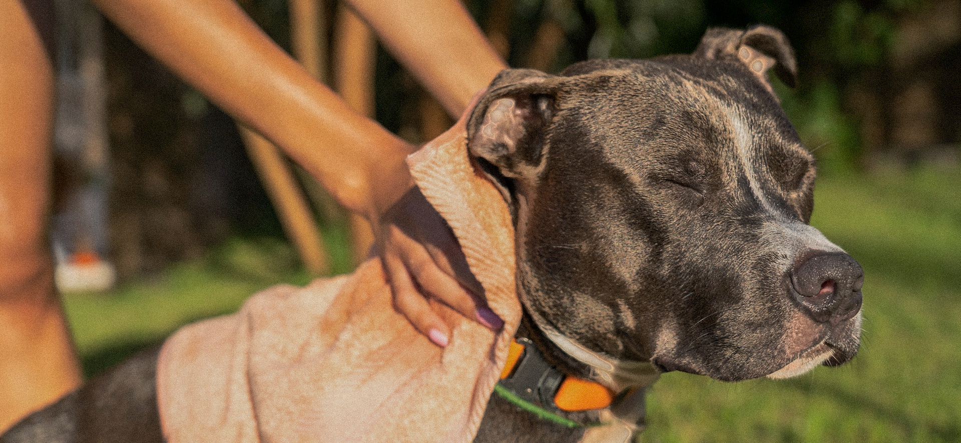 Golpe de calor en perros