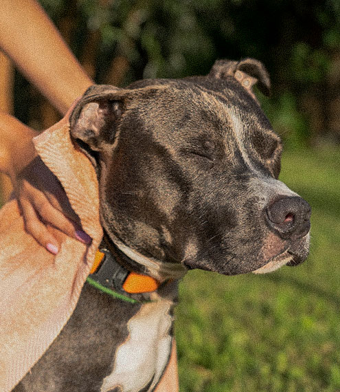 Golpe de calor en perros