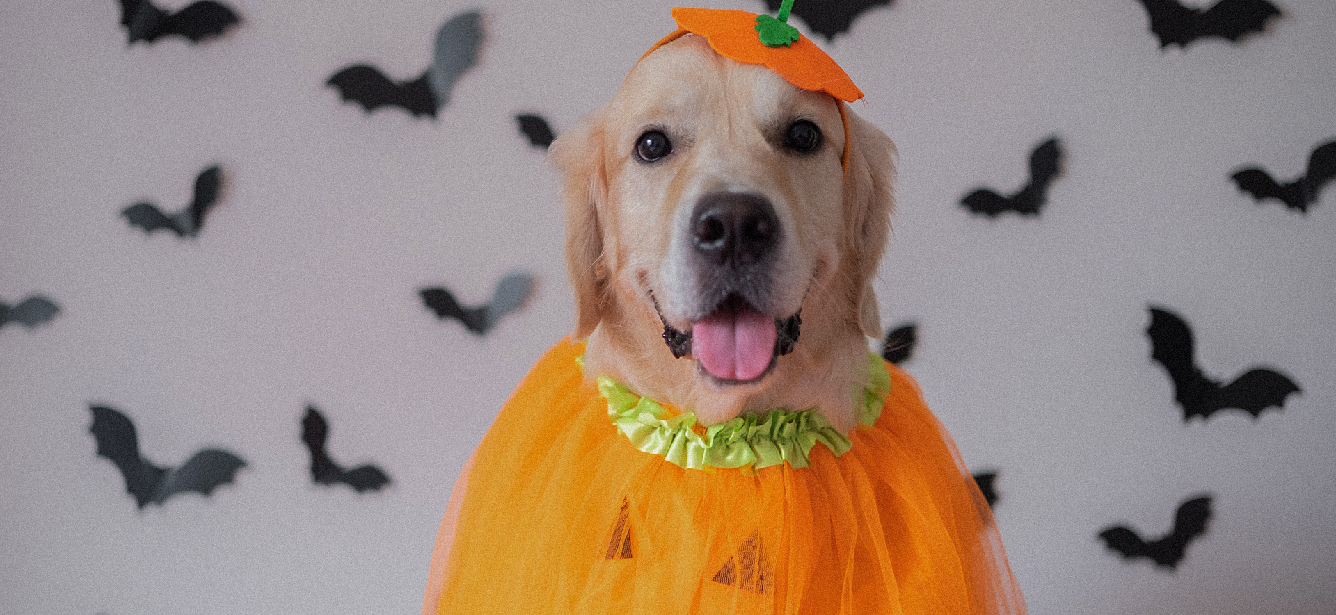 halloween disfraces para perros, disfraces para perros y sus dueños