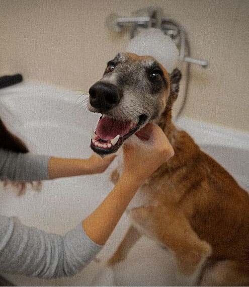 Importancia de la buena higiene con tu perro