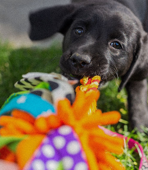 Los mejores juguetes interactivos para perros